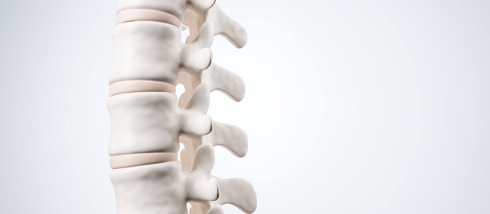 Wirbelsäule